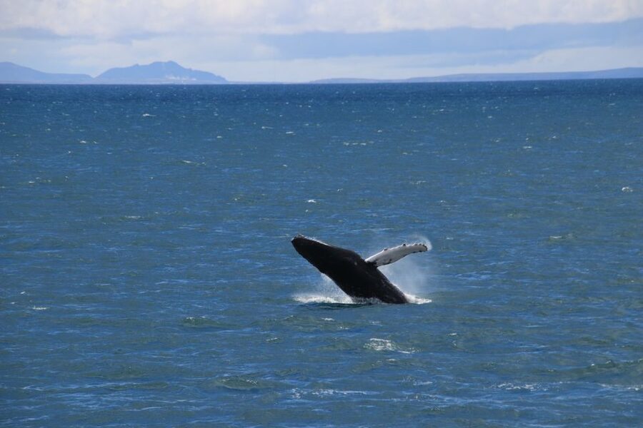 Reykjavik: Best Value Whale Watching Boat Tour - Staying Warm Actually Means Using the Overalls