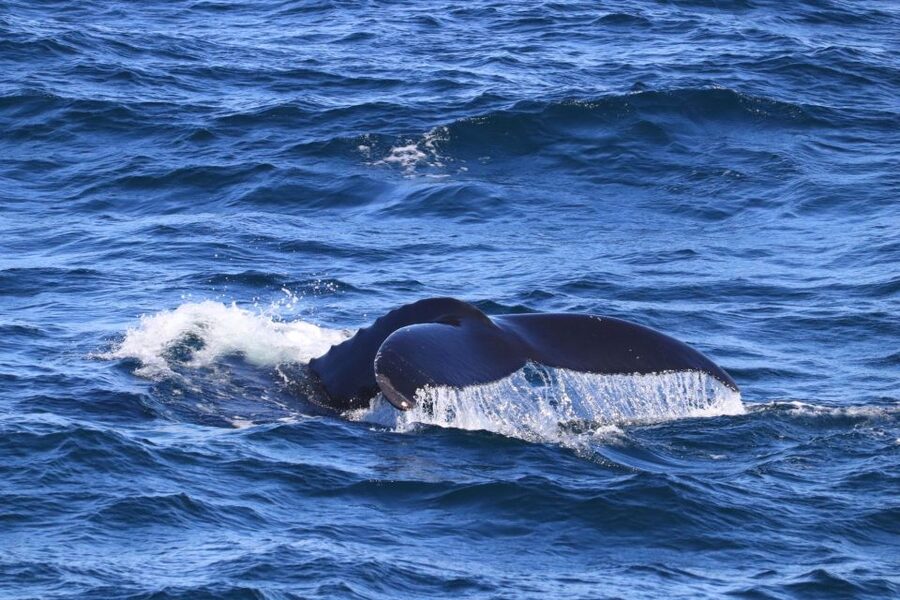 Reykjavik: Best Value Whale Watching Boat Tour - Guides Who Point, Explain, and Care About Animals