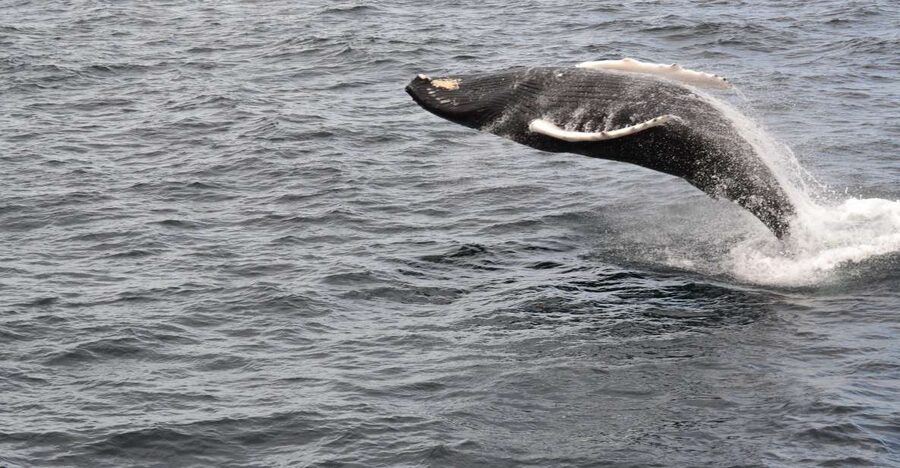 Reykjavik: Best Value Whale Watching Boat Tour - Boat Comfort and Onboard Perks: Worth Knowing Before You Pick a Time