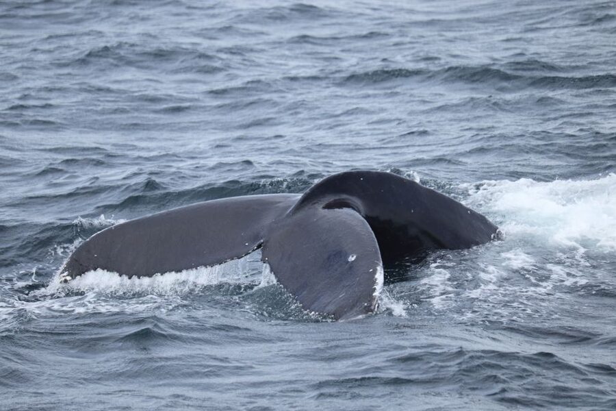 Reykjavik: Best Value Whale Watching Boat Tour - Price Versus Value at About $103 Per Person