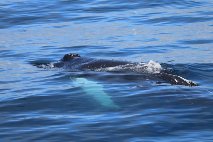 Reykjavik: Best Value Whale Watching Boat Tour - Who This Reykjavik Whale Watching Tour Fits Best