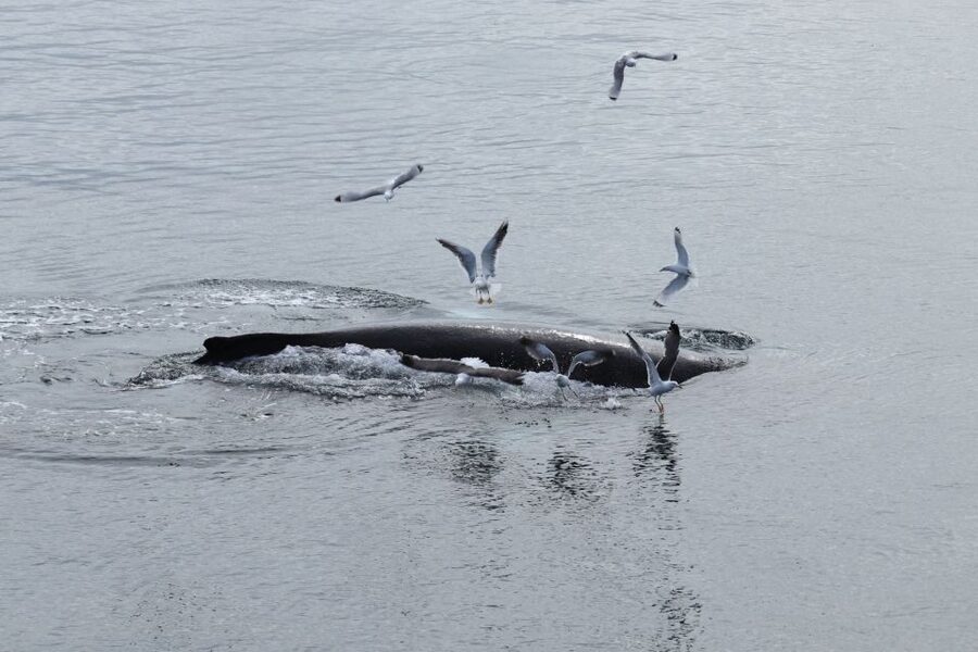 Reykjavik: Best Value Whale Watching Boat Tour - Faxaflói Bay Wildlife: What You Can See, and Why It Varies