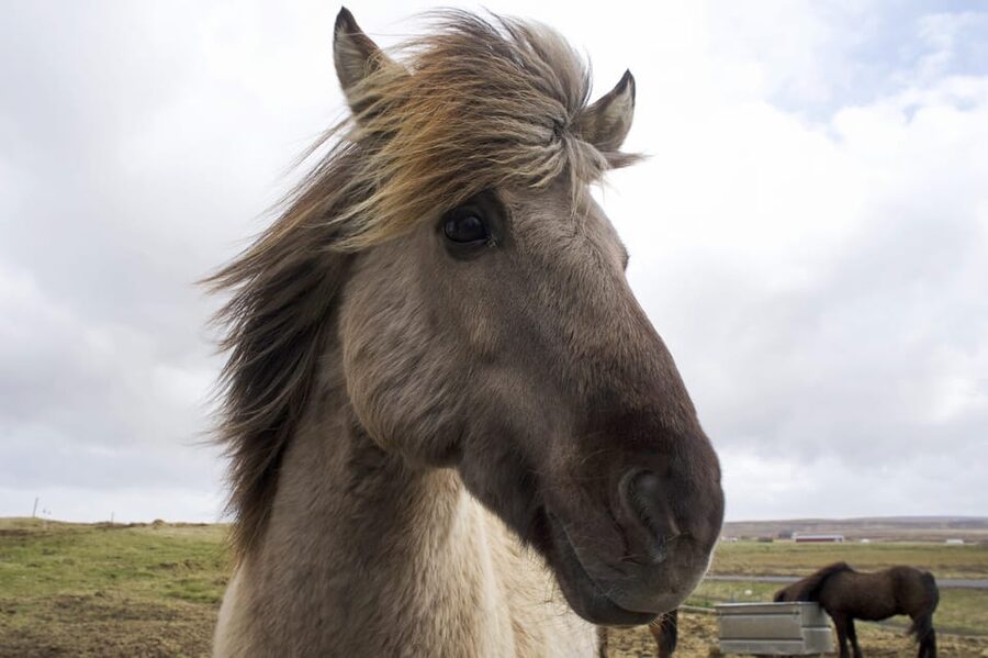 Reykjavik Combo: Horse Riding & Snorkeling in Silfra Fissure - Key highlights you should care about