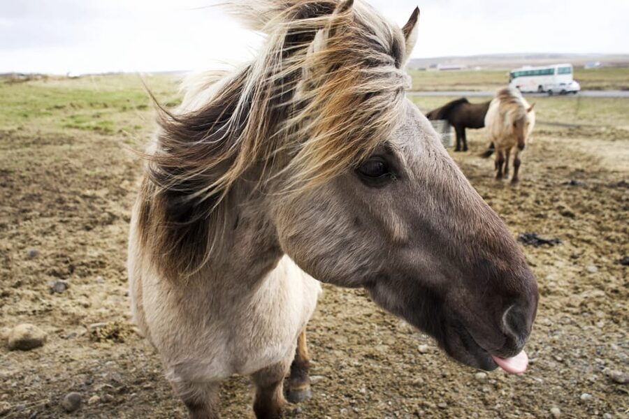 Reykjavik Combo: Horse Riding & Snorkeling in Silfra Fissure - Gear, the snorkeling handbook, and how to avoid discomfort