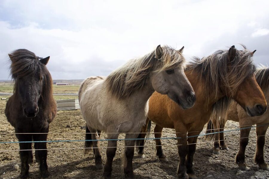 Reykjavik Combo: Horse Riding & Snorkeling in Silfra Fissure - Price and value at $322: what you get, and what you still need to plan