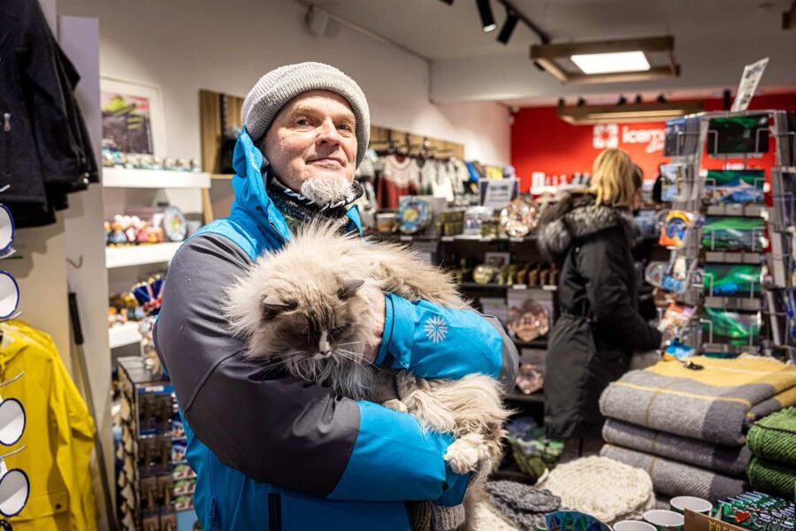 Reykjavik: Feline-Focused City Walking Tour - Price and value: what $74 buys you in 2 hours