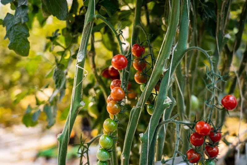 Reykjavik: Full-Day Golden Circle & Geothermal Greenhouse - A carbon-neutral Golden Circle day with Friðheimar tomatoes