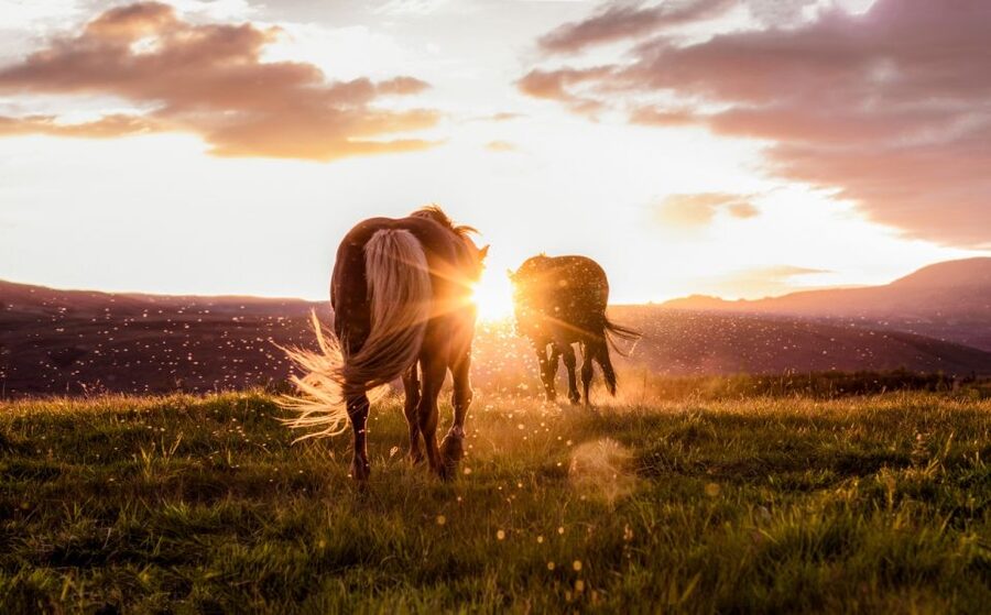 Reykjavik: Golden Circle, Tomato Farm and Kerið Crater Tour - Efstidalur Farm quick hit: a taste of local routines