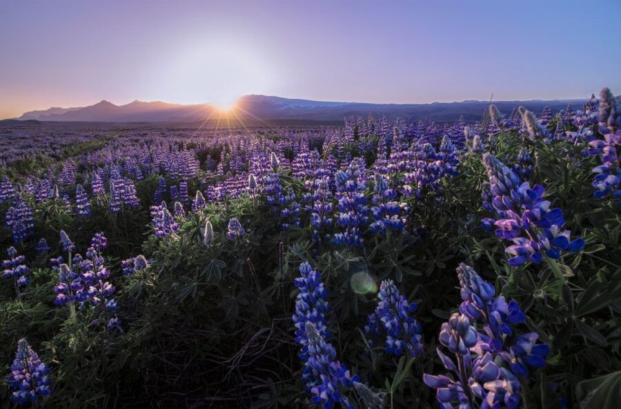 Reykjavik: Golden Circle, Tomato Farm and Kerið Crater Tour - Kerið Crater: a volcanic closer with strong photo payoff