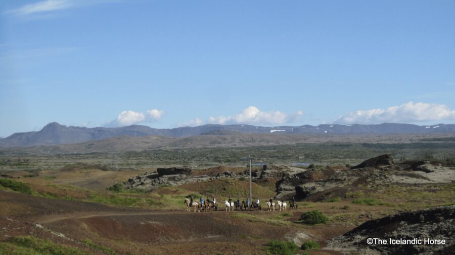 Reykjavík: Horse Riding Tours - How They Choose Your Icelandic Horse (and Why It Matters)