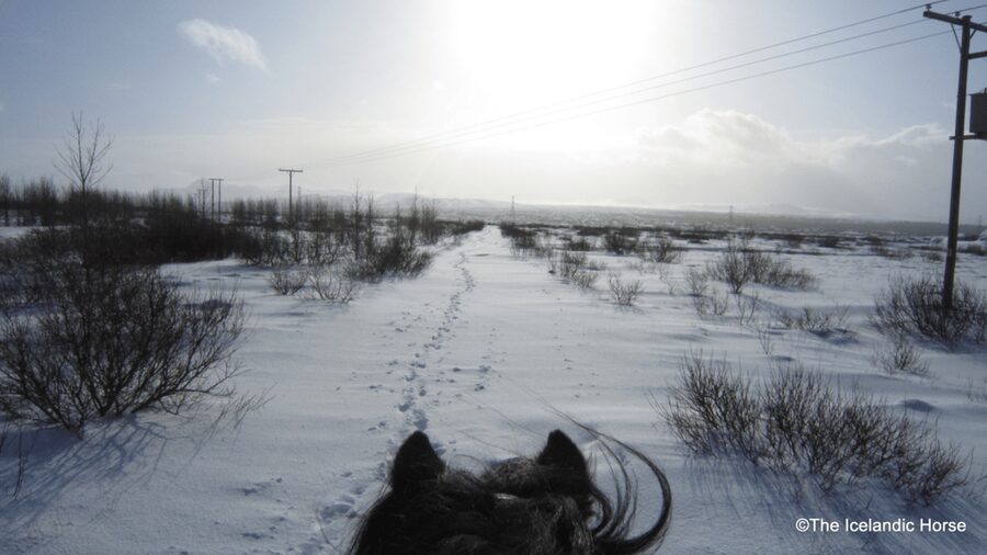 Reykjavík: Horse Riding Tours - Riding School to Tölt: What You Do Before You Go Out