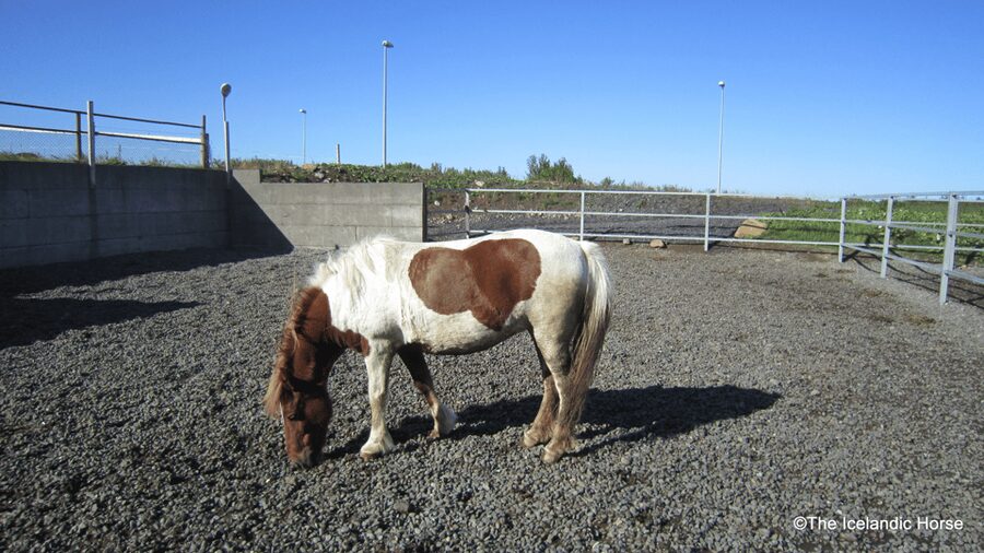 Reykjavík: Horse Riding Tours - Who This Tour Is Best For (and Who Should Rethink It)