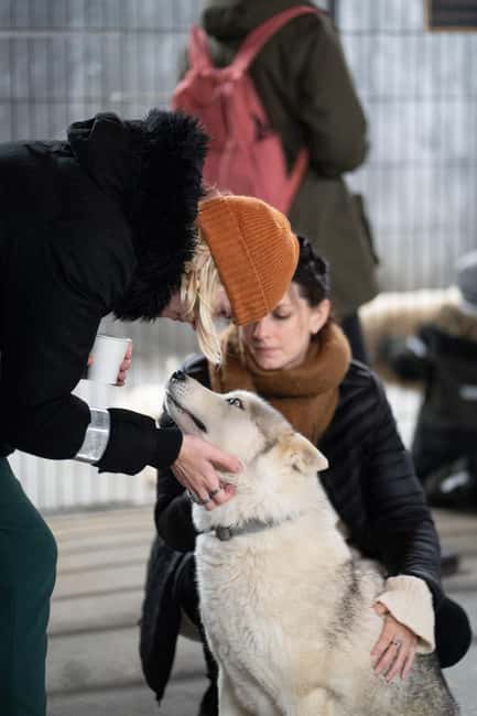 Reykjavík: Husky Kennel Visit with Hot Drinks - Key highlights worth clocking before you go