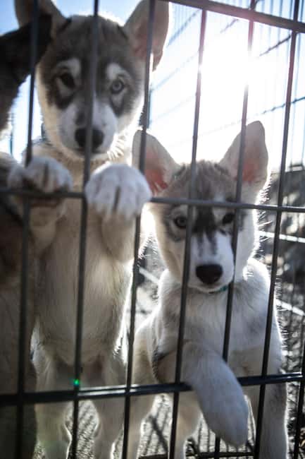 Reykjavík: Husky Kennel Visit with Hot Drinks - Learning about huskies in Iceland and the sled-dog connection