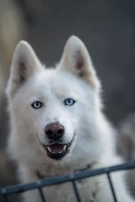 Reykjavík: Husky Kennel Visit with Hot Drinks - Who this husky kennel visit is best for