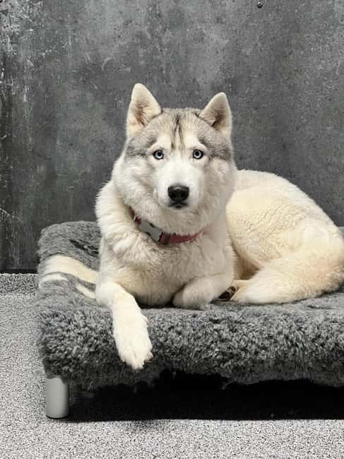 Reykjavík: Husky Kennel Visit with Hot Drinks - What happens during the guided kennel tour