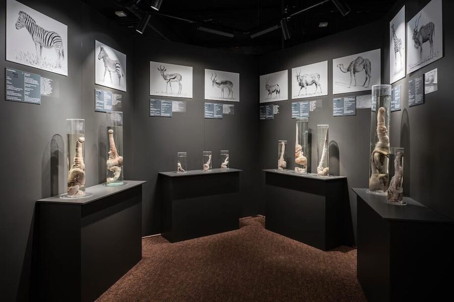 Reykjavik: Icelandic Phallological Museum Entry Ticket - Why Reykjavik’s Phallological Museum is such a memorable oddball museum