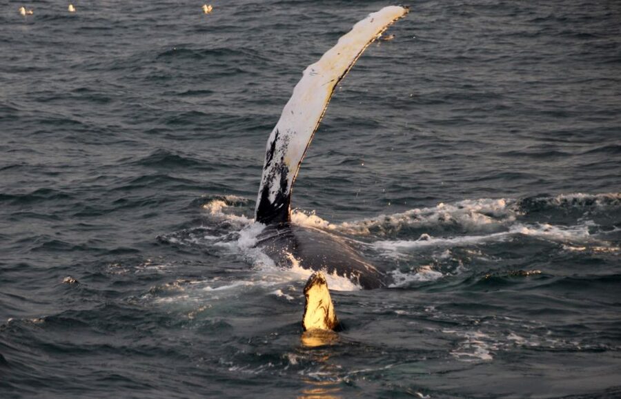 Reykjavík: Midnight Sun Whale Watching Cruise - Key Points You Should Know Before You Go