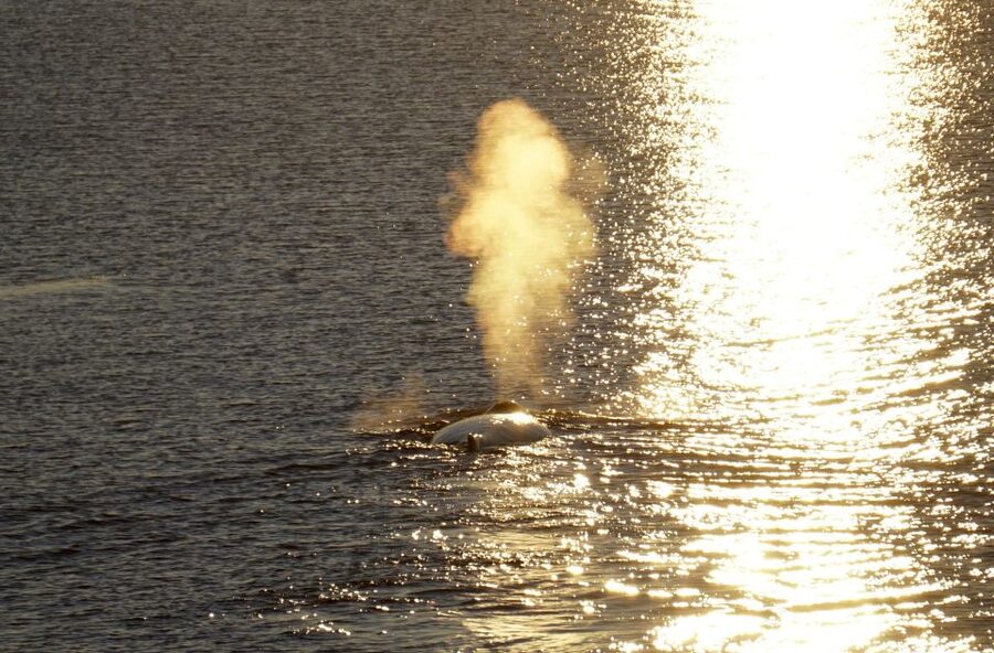 Reykjavík: Midnight Sun Whale Watching Cruise - Price and Value: Is $106 Worth It?