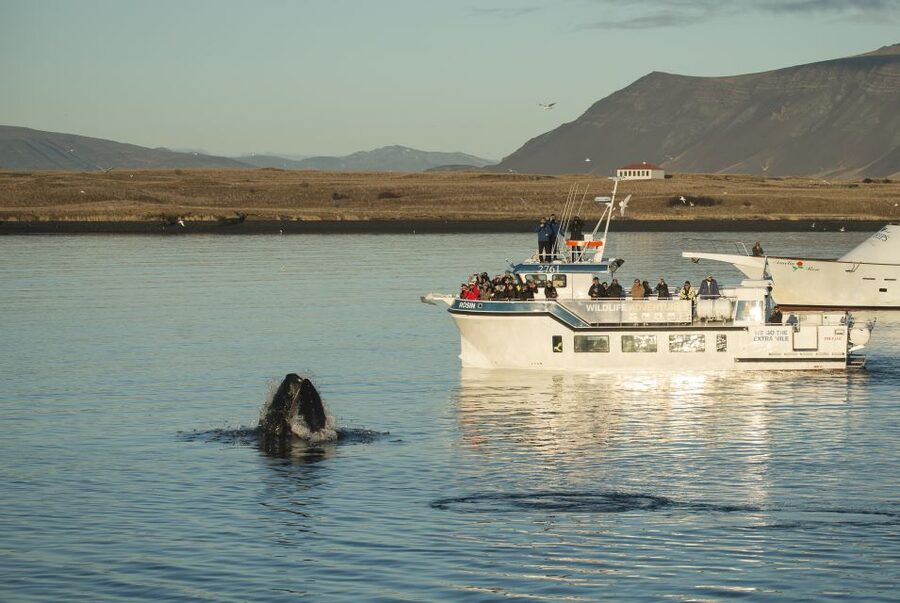 Reykjavík: Midnight Sun Whale Watching Cruise - Onboard Comfort on the Rósin (Decks, Overalls, Wi-Fi, Restrooms)