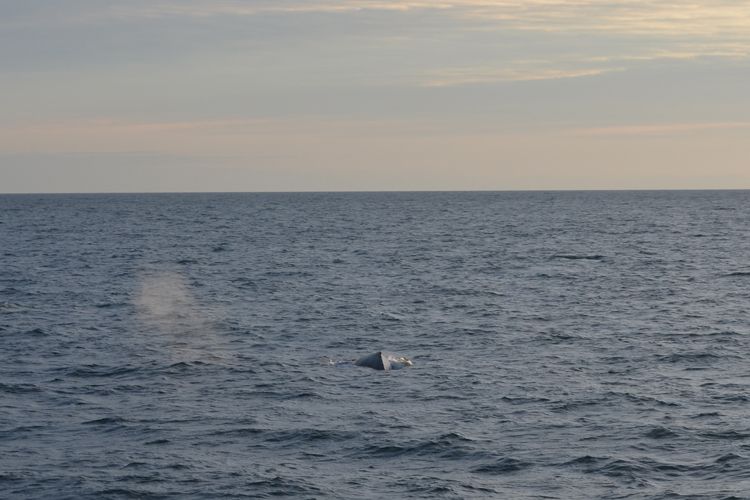Reykjavik: Midnight Sun Whale Watching Tour - Boarding the boat: warm overalls, WiFi, and comfortable deck time