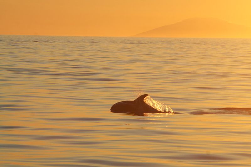 Reykjavik: Midnight Sun Whale Watching Tour - Price at about $111: what you are paying for, and why it can be fair value