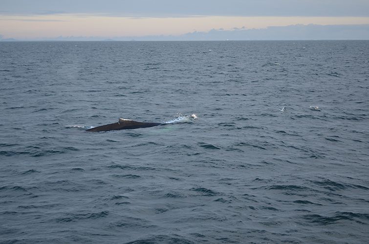 Reykjavik: Midnight Sun Whale Watching Tour - What to wear and bring so the trip stays fun (not miserable)