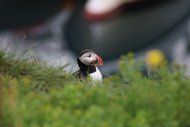 Reykjavik Premium Puffin tour | Close Up and Personal - Key Things I’d Watch For on This Puffin Tour
