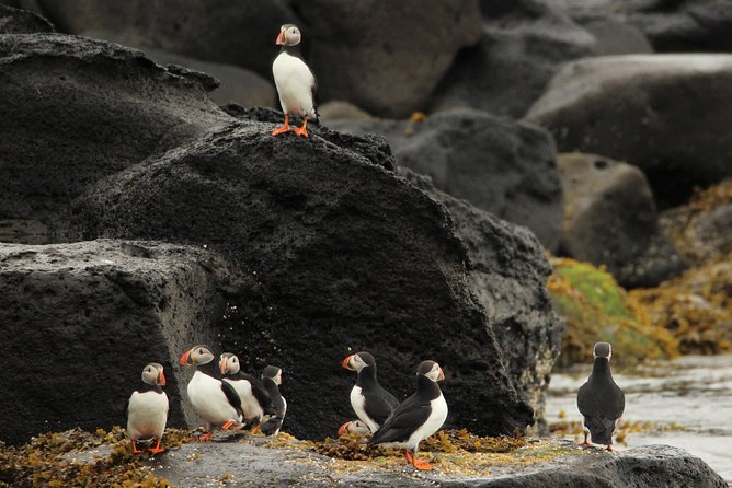 Reykjavik Premium Puffin tour | Close Up and Personal - The RIB Ride, Timing, and What 1 Hour Feels Like