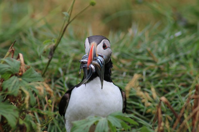 Reykjavik Premium Puffin tour | Close Up and Personal - Guides and the Value of Real Bird Talk