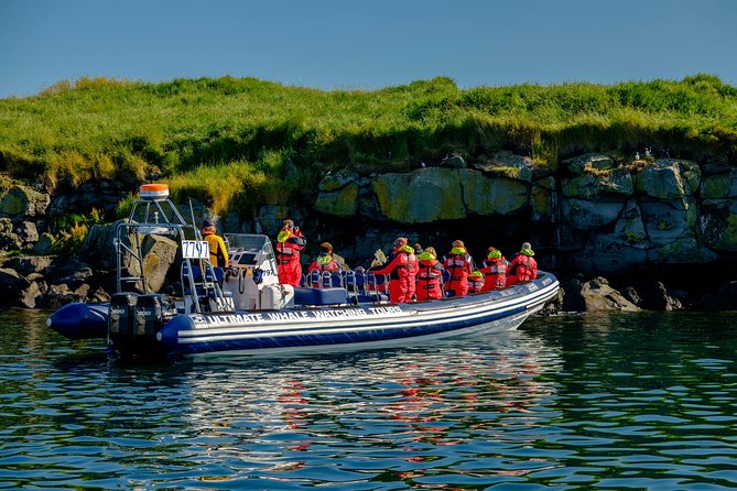 Reykjavik Premium Puffin tour | Close Up and Personal - Price and Value: Is $85 a Good Deal?