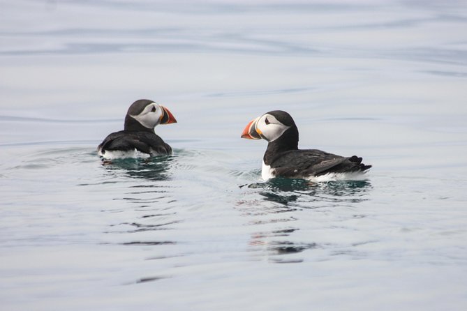Reykjavik Premium Puffin tour | Close Up and Personal - Lundey Puffin Stop: What You Should Look For