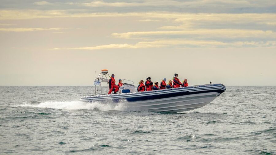 Reykjavik: Premium Whale and Puffin Watching Evening Tour - Key Things You Should Know Before You Go