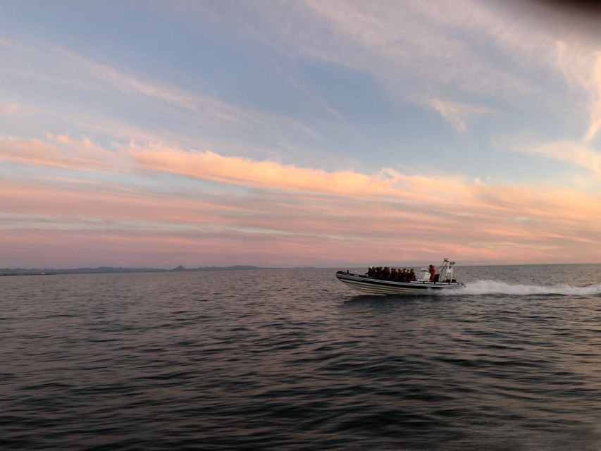 Reykjavik: Premium Whale and Puffin Watching Evening Tour - Why This Reykjavík Evening Whale Tour Works So Well in Summer