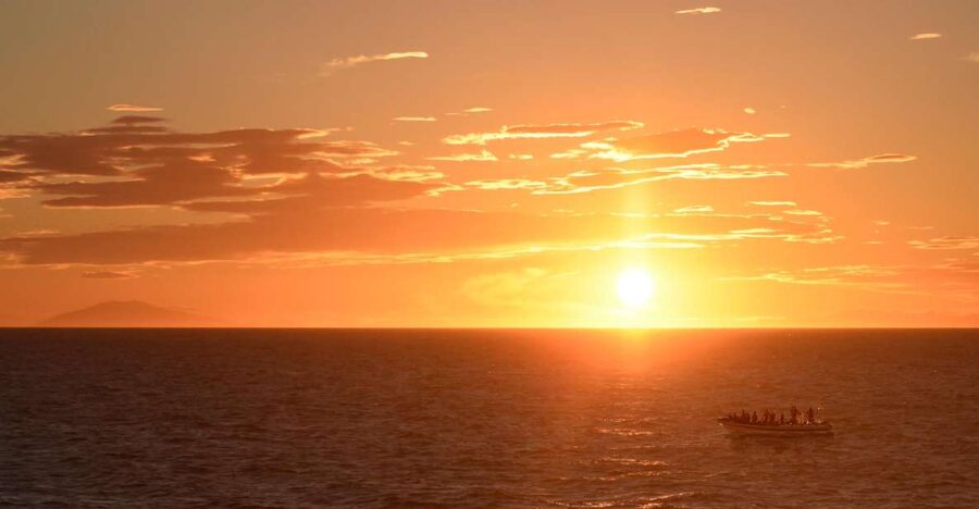 Reykjavik: Premium Whale and Puffin Watching Evening Tour - Wildlife Expectations: What the 95% Summer Timing Really Means