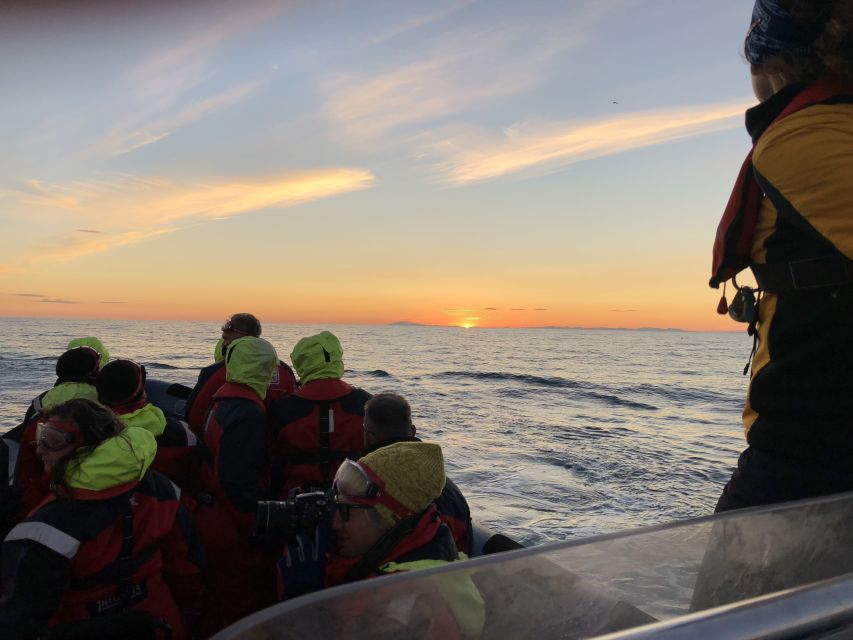 Reykjavik: Premium Whale and Puffin Watching Evening Tour - The RIB Boat Experience: Fast, Stable, and Still a Cold Wind Test