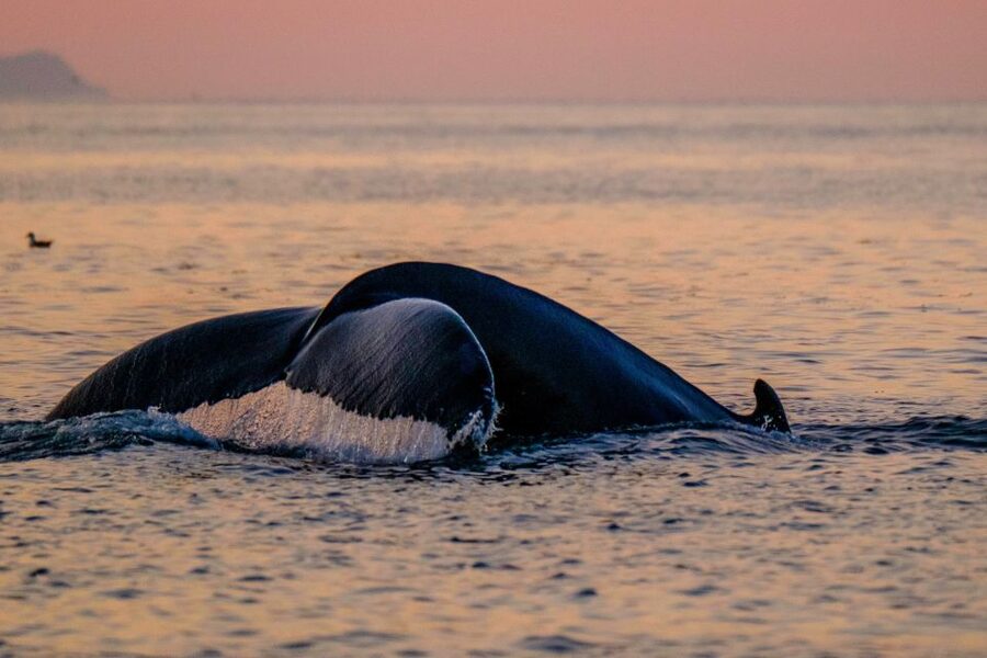 Reykjavik: Premium Whale and Puffin Watching Evening Tour - Price and Value: Is $200 for 2 Hours Worth It?
