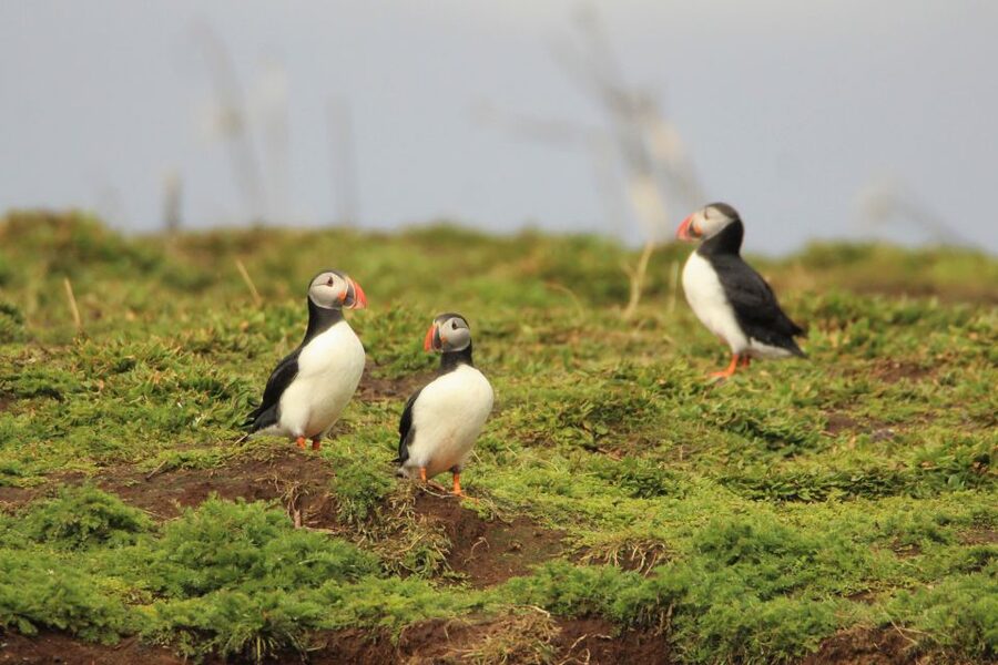 Reykjavik: Premium Whale and Puffin Watching Evening Tour - Who This Tour Suits Best