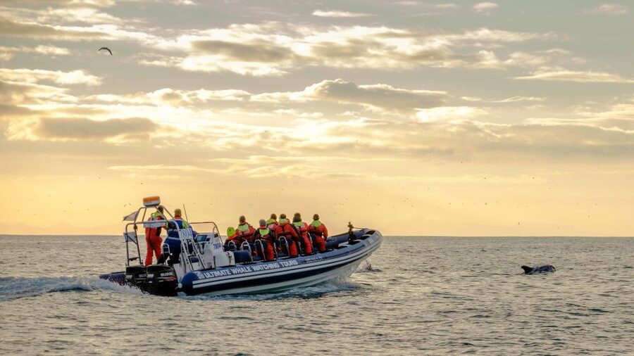 Reykjavik: Premium Whale and Puffin Watching Evening Tour - Should You Book This Reykjavík Whale and Puffin Evening Tour?