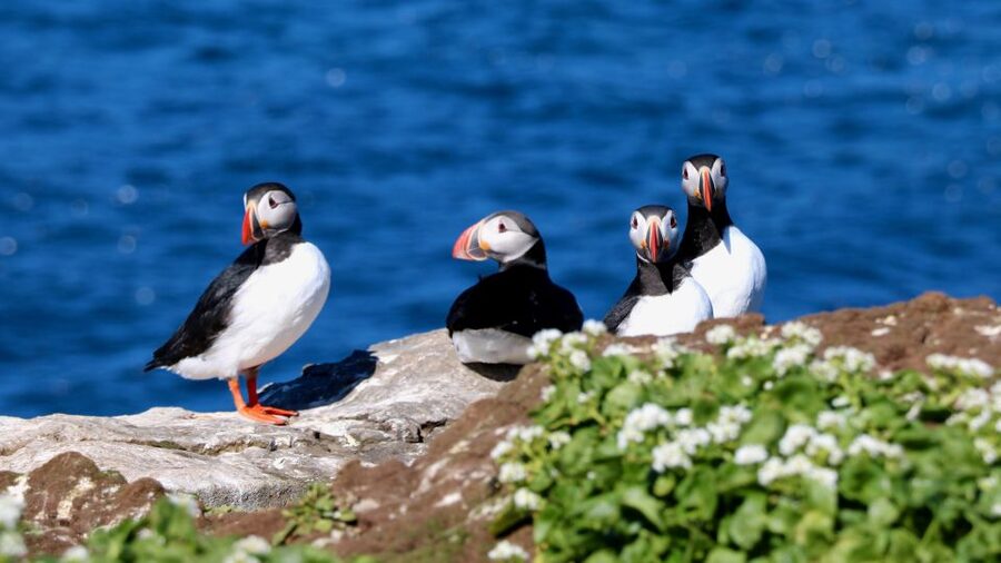 Reykjavik: Premium Whale Watching with Flexible Ticket - Key Points That Matter Before You Go