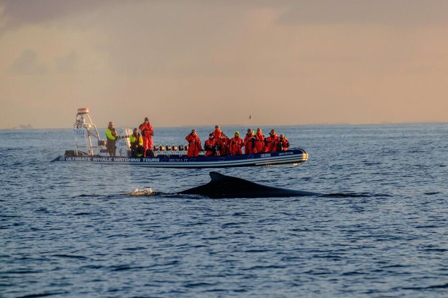 Reykjavik: Premium Whale Watching with Flexible Ticket - RIB Speedboat Reality: Why This 2-Hour Safari Feels Different
