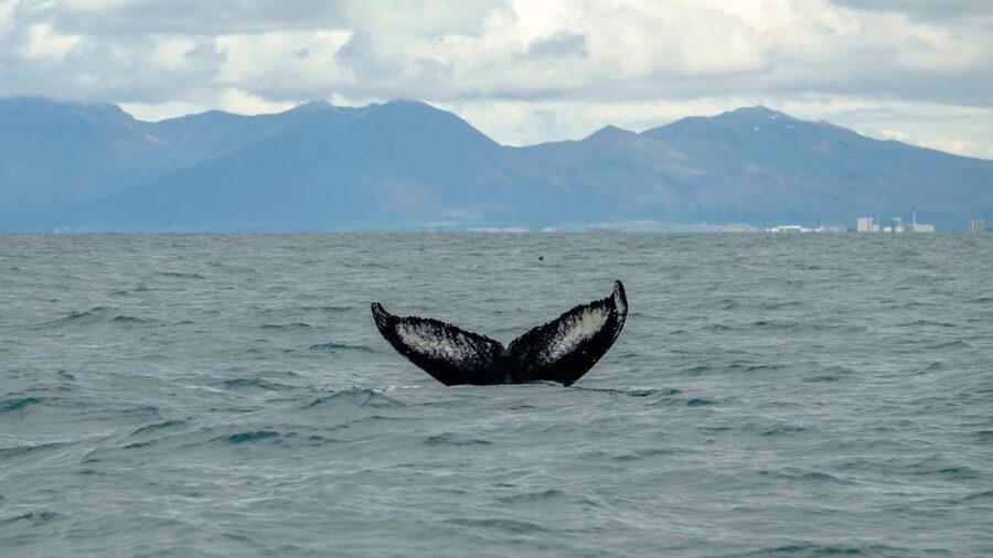 Reykjavik: Premium Whale Watching with Flexible Ticket - How the Captains Help You See More Than You Think