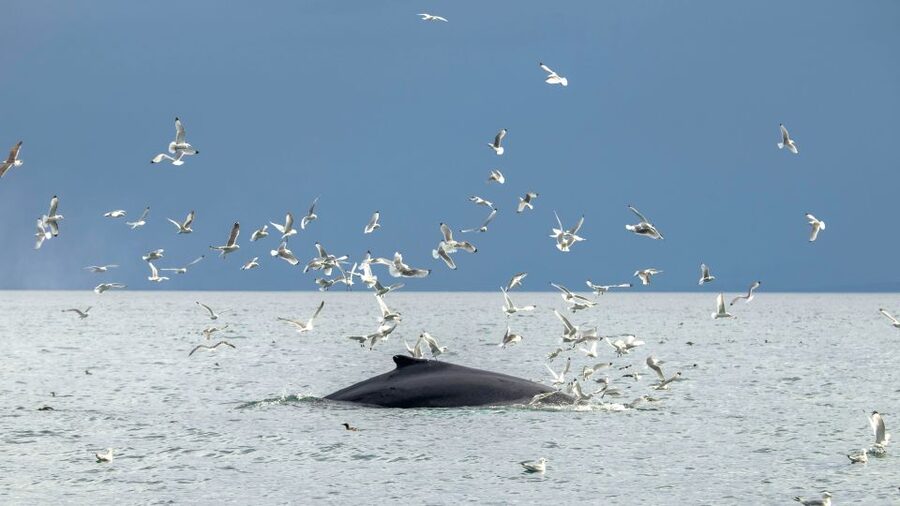 Reykjavik: Premium Whale Watching with Flexible Ticket - Puffin Bonus Near the Harbor in Peak Months