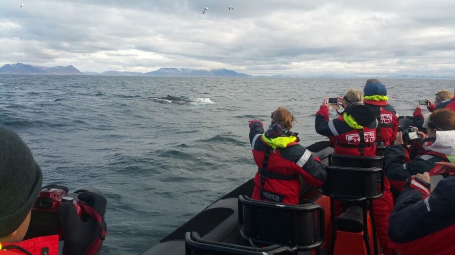 Reykjavik: Premium Whale Watching with Flexible Ticket - After the Whale Safari: Returning Along Reykjavík’s Shoreline