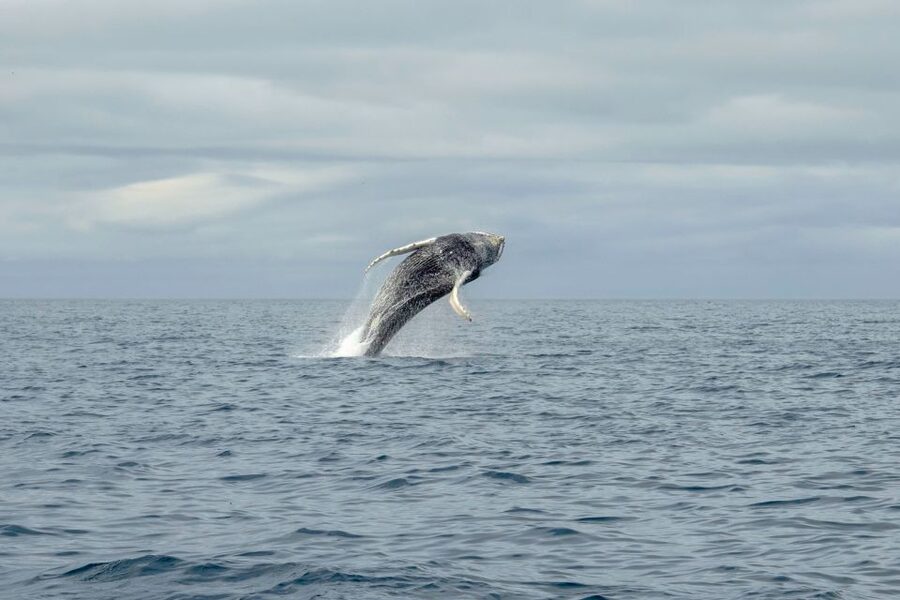 Reykjavik: Premium Whale Watching with Flexible Ticket - Price and Value: What $202 Buys You Here