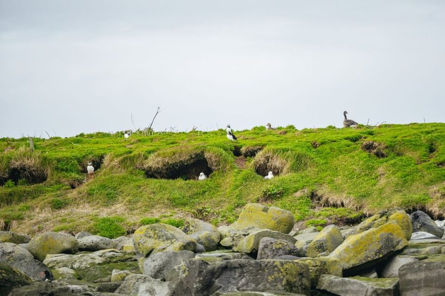 Reykjavik: Puffin Watching Boat Tour - From Old Harbour To Bird Islands: How the Puffin Express Hour Really Plays Out