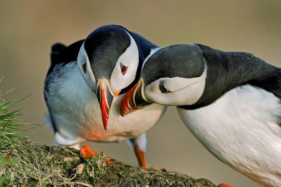 Reykjavik: Puffin Watching Boat Tour - Engine-Off Watching: What Changes When You Stop Moving and Start Really Looking