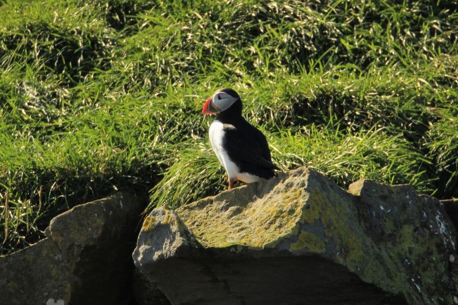 Reykjavik: Puffin Watching Tour - Key points before you go