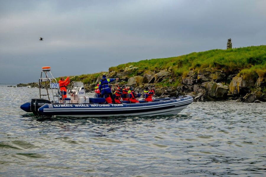 Reykjavik: Puffin Watching Tour - Who should book this puffin RIB tour, and who should skip it