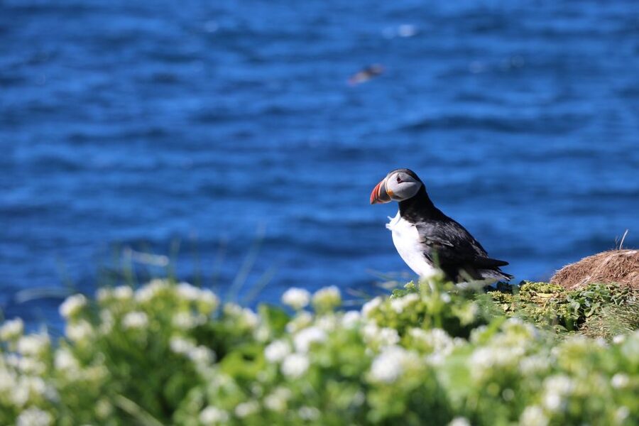 Reykjavik: Puffin Watching Tour - From Reykjavík Old Harbour: What to Do Before You Leave the Dock